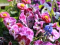 2012-06-15 Canon EOS 550D 288